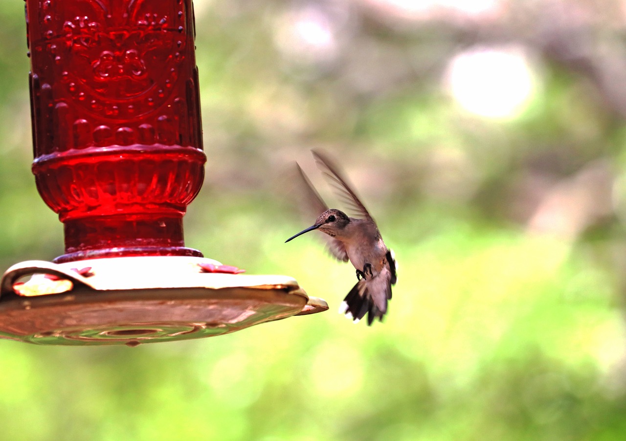 How to Attract Birds to Your Garden